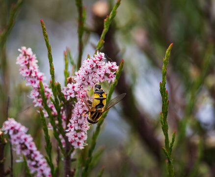 Bee collects pollen on tamarisk (saltcedar). Tiny pink tamarisk flowers. 