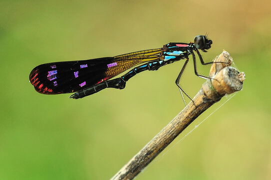 A colorful damselfly with iridescent purple wing patches perched on a dry twig against a soft green background in Salatiga, Central Java, Indonesia.