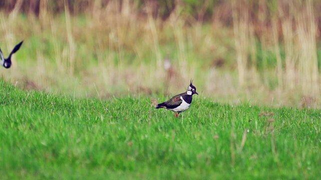 Northern Lapwing (Vanellus vanellus) standing  in green grass. Wildlife. Slow motion.