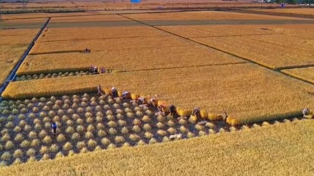 A farmer is harvesting rice