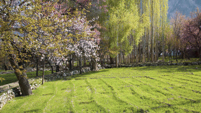 View of blossoming apricot and cherry trees surrounding a vibrant green meadow with a traditional stone wall under bright sunlight Gilgit-Baltistan, Pakistan.