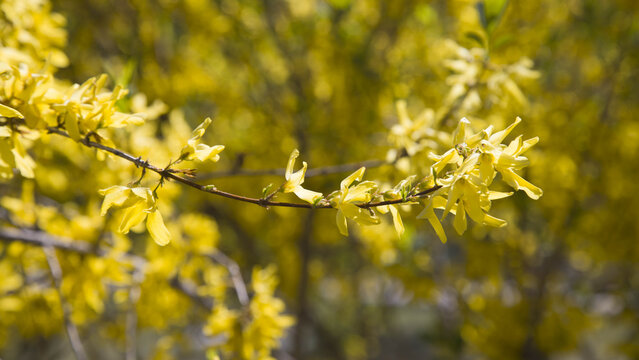 View of bright yellow Forsythia flowers blooming on a branch during a sunny spring day in Gilgit-Baltistan, Pakistan.
