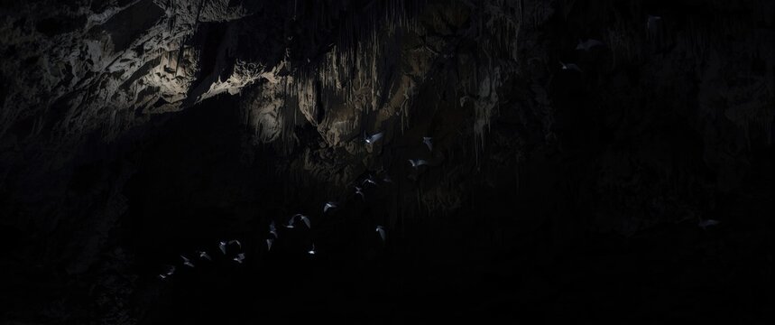 Bats Fluttering in Dark Cave Expansive Underground System, Dim Light