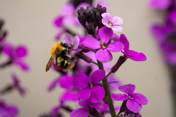 bee on flower © Kateryna Lozova