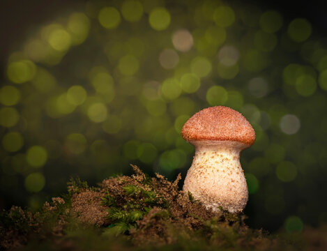 hongo en bosque