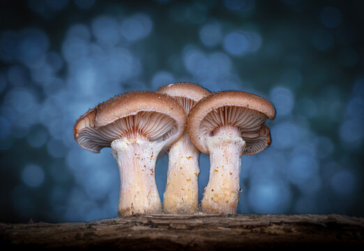 Hongos laminillas