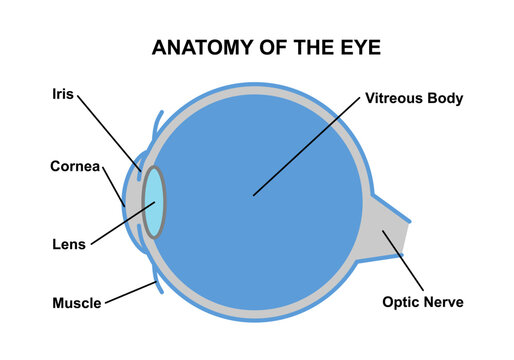 Eye anatomy poster. Structure of the human eye infographic. Outermost, retina and sclera. Pigmented choroid, first lens and iris. Extraocular muscles, blood vessels and optic nerve medical flat vector