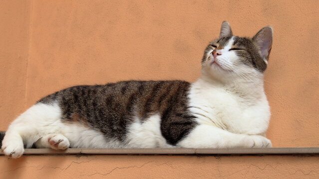 Gattina bianca e grigia che prende sole rillassata, gattina sdraiata sul balcone