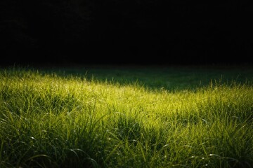 Fototapeta premium dense green pasture contrasting with a pitch black background