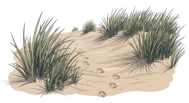 Sand Dune with Beach Grass and Footprints Vector Illustration