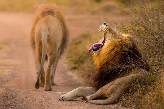 View of a male lion yawning with its mouth wide open while another lion walks along a dirt road in Kruger National Park in Kruger Park, Mpumalanga, South Africa.