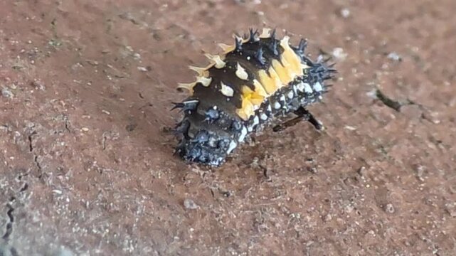 
Ladybug pupation series 01 - Larva settling down and preparing to molt
[무당벌레 탈피 시리즈 01] 번데기가 되기 위해 자리를 잡고 숨을 고르는 애벌레

