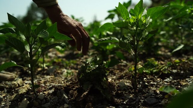 Lush green chili crop plantation in fertile agricultural land with vibrant leaves and fresh harvest ready for picking. Countryside farming scene representing sustainable agriculture and fresh produce 