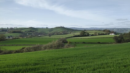 Fototapeta premium Calm rural hills with expansive green meadows background