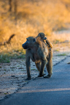 View of a baboon walking along a paved road with its baby clinging to its back during golden hour in the savanna Kruger Park, Mpumalanga, South Africa.