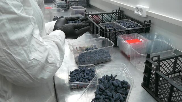 Honeysuckle sorting. 
Packing-room workers sort the berries into containers.