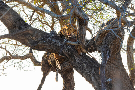View of a leopard perched on a thick tree branch in the wild with sunlight filtering through the leaves and branches Kruger Park, Mpumalanga, South Africa.