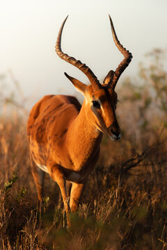 View of an impala with long curved horns walking through the dry savanna grass during golden hour in Kruger National Park, Kruger Park, Mpumalanga, South Africa.