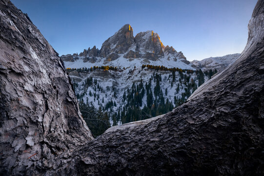 View of Wurzjoch mountain pass and the snow-covered Peitlerkofel peak framed by tree bark with golden sunlight hitting the summit San Martin de Tor, Trentino-Alto Adige, Italy.