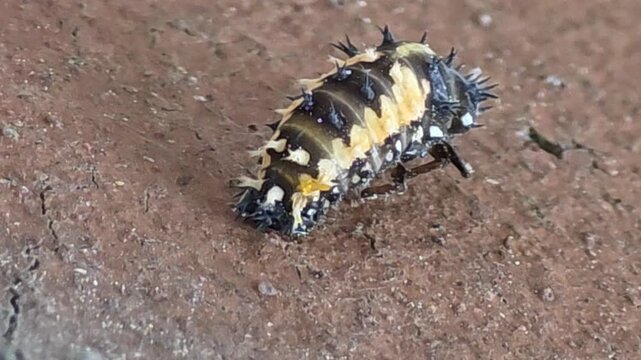 

Ladybug pupation series 02 - Larva struggling to split its outer skin,[무당벌레 탈피 시리즈 02] 힘겹게 꿈틀거리며 머리 쪽 허물을 찢기 시작하는 애벌레
