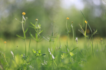 Fototapeta premium background of fresh green grass, nature in the field