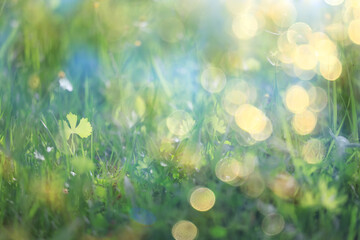 Fototapeta premium bokeh grass and flowers, summer nature background, blurred sun glare on fields of meadow flowers and fresh grass