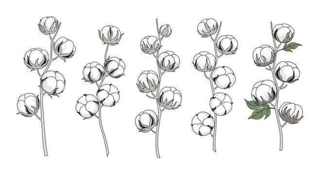 Hand drawn cotton flower branches set vector illustration
