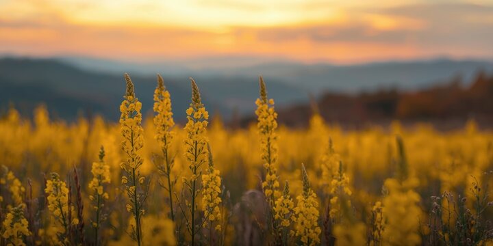 Autumnal wildflower scene with vibrant solidago altissima blooms