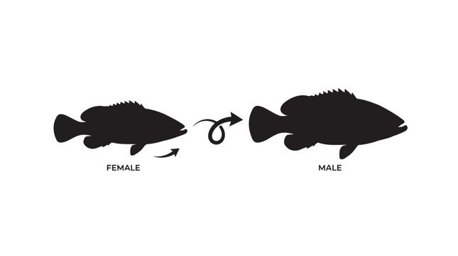 Black silhouette illustration of fish gender transformation with female to male conversion concept isolated on white background