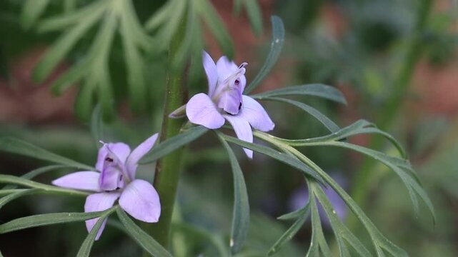 Larkspur (Consolida) is a wild plant species that grows naturally in the wild and belongs to the buttercup family (Ranunculaceae).