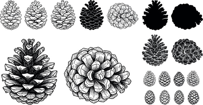 Collection of hand drawn pine cone vectors featuring detailed botanical sketches and black silhouettes for rustic winter holiday and forest nature themed graphic designs.