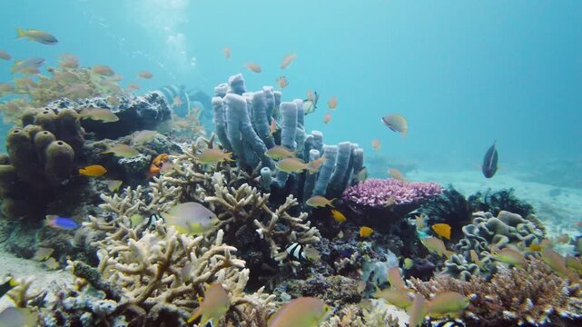 Tropical sea and coral reef. Underwater Fish and Coral Garden. Underwater sea fish. Tropical reef marine. Colourful underwater seascape. Leyte, Philippines.