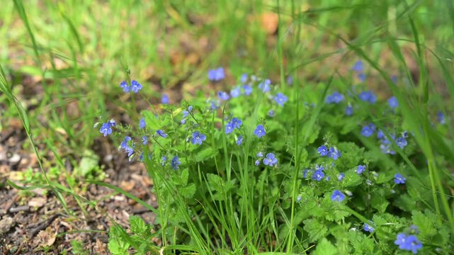 Static real-time video of beautiful blue veronica speedwell flowers moving in the breeze among fresh green grass on a sunny spring day.