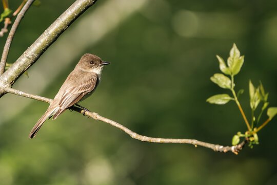 Eastern Phoebe Perched on Tree Branch in Morning Light