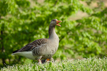 Greylag goose calling while standing on meadow © in_colors