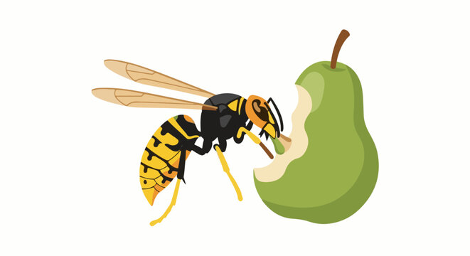 Yellow jacket insect eats a green pear on a white background