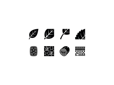 Leaf Structure. Filled icon set of leaf structure: leaf blade, central vein, stem petiole, leaf margin, chloroplast cell, stomata pores, vascular bundle, leaf cross section. Solid icons set. All icons