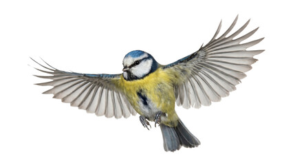 Eurasian blue tit, cyanistes caeruleus, in flight with outstretched wings, isolated on transparent background. © Png ProTeam