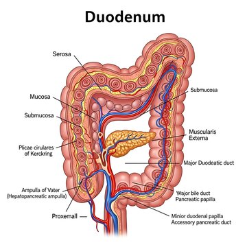 Anatomy of the human duodenum intestine.