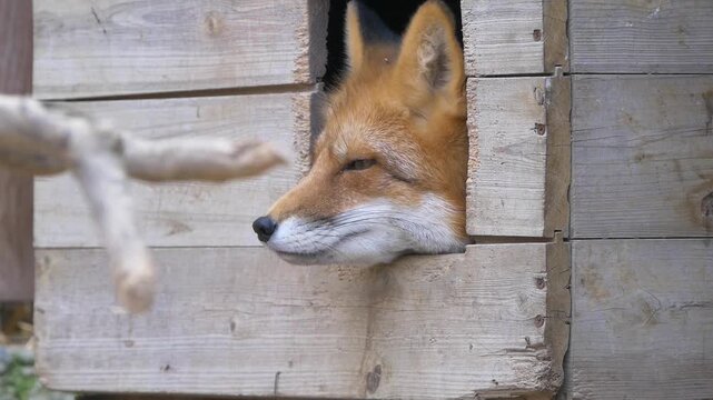 Fox sits in the kennel and looks sharply to the left.
Fox poked its snout out of the kennel.