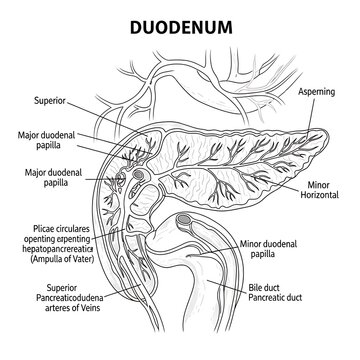 Anatomy of the human duodenum intestine.