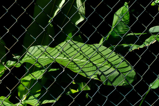 Tropical Leaf Behind Wire Fence