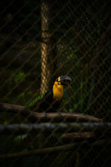 Fototapeta premium Black-billed Toucan in Close-up