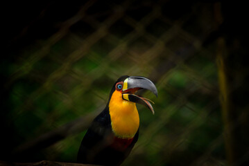 Fototapeta premium Black-billed Toucan in Close-up