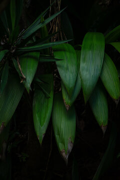 Long, Textured Leaves in the Shade