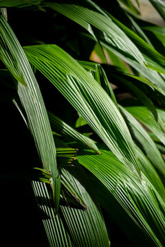 Long, Textured Leaves in the Shade