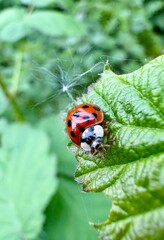 Fototapeta premium ladybird on a leaf