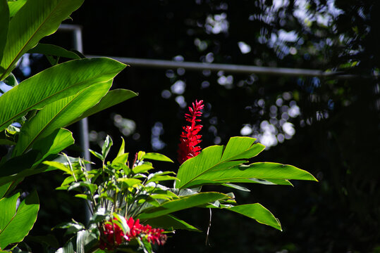 Red ginger flower in focus