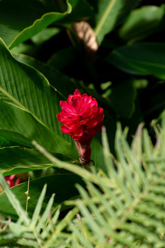 Red alpinia bud among ferns