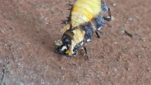 
Ladybug pupation series 06- Pupa pushing the remaining old skin all the way down,
[무당벌레 탈피 시리즈 06] 마지막 남은 껍질을 아래로 끝까지 밀어내는 무당벌레 번데기


